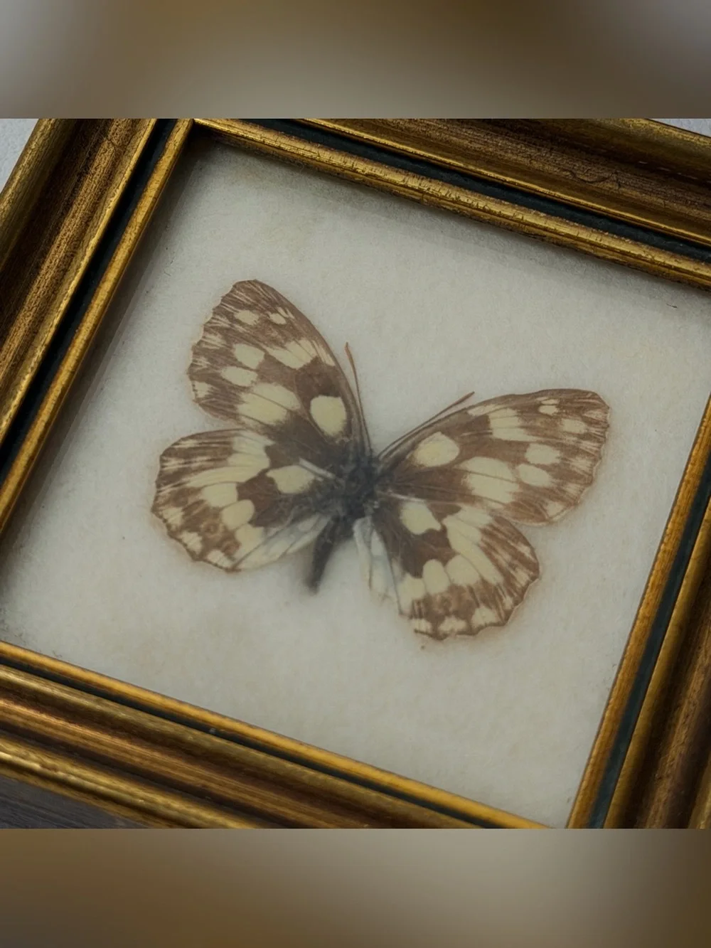 Marbled White Butterfly (Melanargia galathea) framed  2 pcs set Handmade Austria
